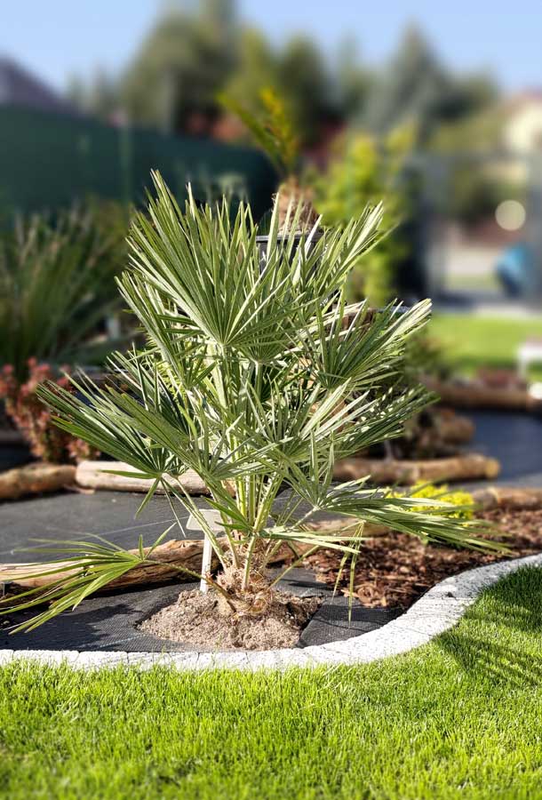 Karłatka-niska-Chamaerops-humilis